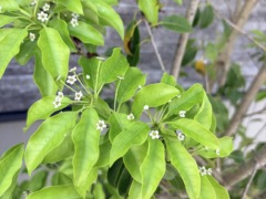 仕事と子育ての両立に奮闘中🌱〈スタッフブログ〉