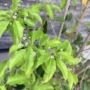仕事と子育ての両立に奮闘中🌱〈スタッフブログ〉