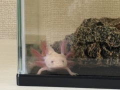 ウーパールーパーとの暮らし、始めました！〈スタッフブログ〉