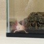 ウーパールーパーとの暮らし、始めました！
